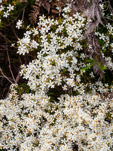 Ricinocarpos pinifolius (Wedding Bush) (alternate view 8)