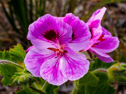 Pelargonium × domesticum (regal pelargonium)