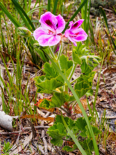 Pelargonium × domesticum (regal pelargonium) (alternate view 2)