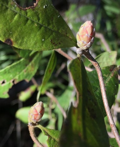 Rhododendron canescens (Mountain Azalea) (alternate view 4)