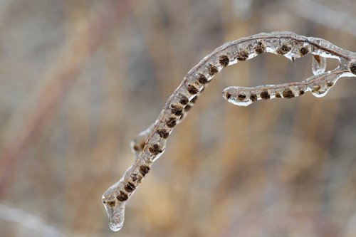 Hackelia virginiana (virginia stickseed) (alternate view 9)