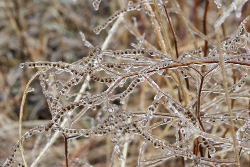 Hackelia virginiana (virginia stickseed) (alternate view 10)