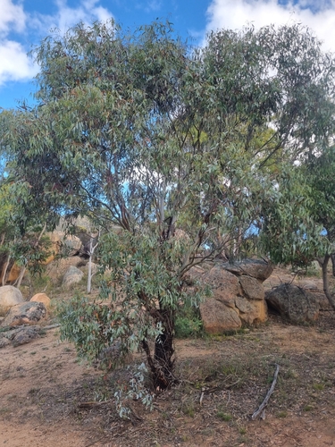 Eucalyptus leucoxylon (Yellow gum) (alternate view 5)