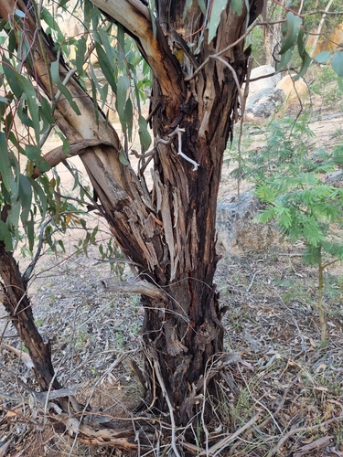 Eucalyptus leucoxylon (Yellow gum) (alternate view 6)