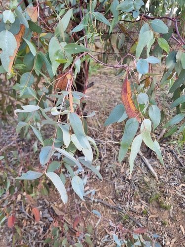 Eucalyptus leucoxylon (Yellow gum) (alternate view 7)