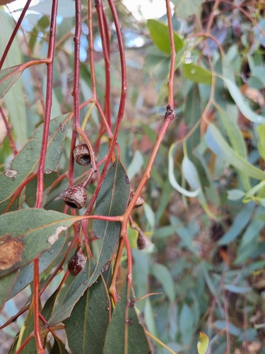 Eucalyptus leucoxylon (Yellow gum) (alternate view 8)