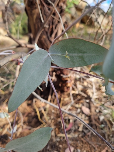 Eucalyptus leucoxylon (Yellow gum) (alternate view 9)