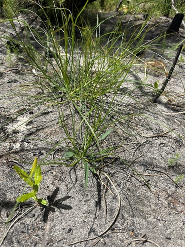 Viminaria juncea (native broom) (alternate view 6)