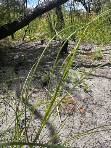 Viminaria juncea (native broom) (alternate view 7)
