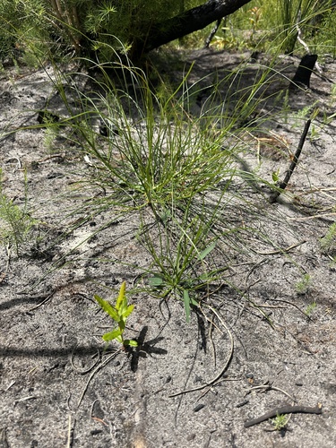 Viminaria juncea (native broom) (alternate view 8)