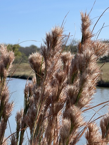 Anatherum tenuispatheum (Maritime Bushy Bluestem) (alternate view 4)