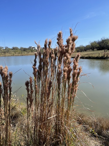 Anatherum tenuispatheum (Maritime Bushy Bluestem) (alternate view 5)