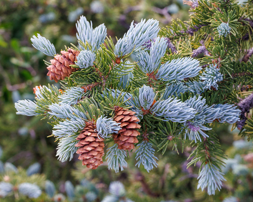 Picea pungens (Colorado Spruce)