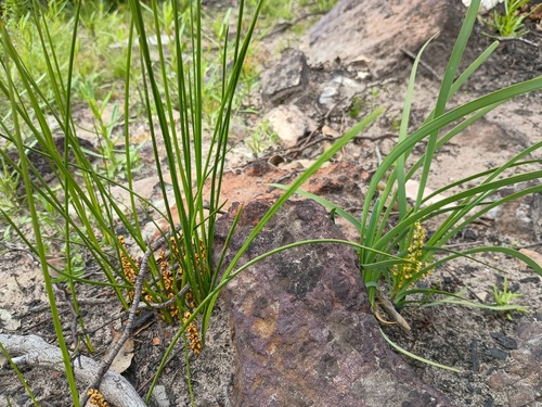 Lomandra filiformis (wattle mat-rush) (alternate view 10)