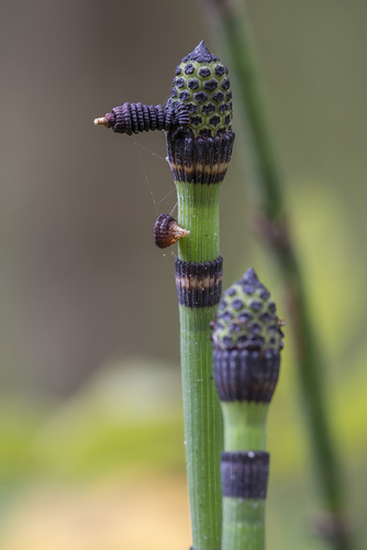 Equisetum hyemale (scouring rush) (alternate view 5)