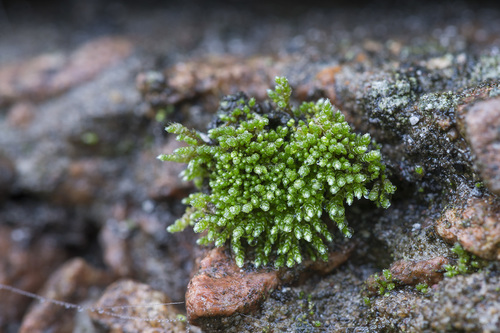 Bryum argenteum (Silvery Bryum)
