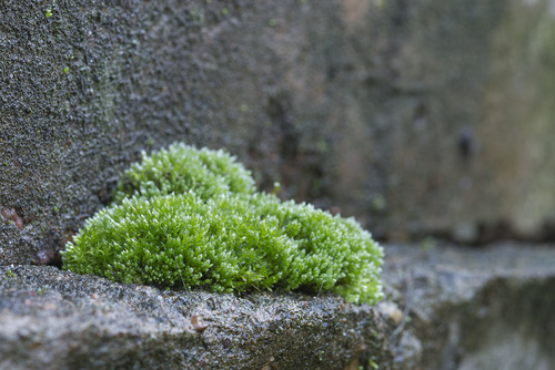 Bryum argenteum (Silvery Bryum)