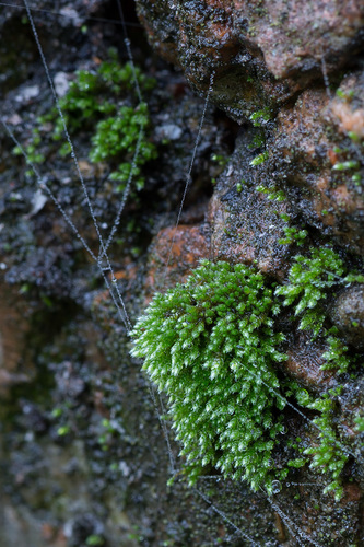 Bryum argenteum (Silvery Bryum)