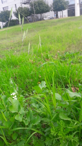 Avena (Oats)