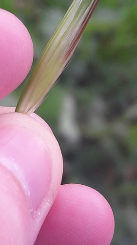 Avena (Oats) (alternate view 3)