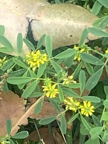 Melilotus indicus (small melilot)