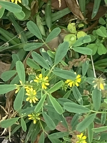 Melilotus indicus (small melilot)
