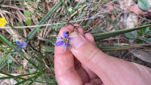 Dianella revoluta (Blueberry Lily) (alternate view 7)