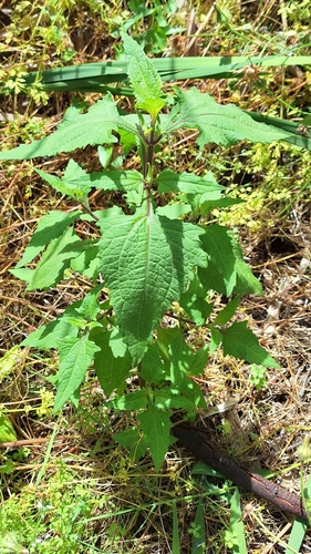 Sigesbeckia orientalis (Eastern St Paul's-wort) (alternate view 4)