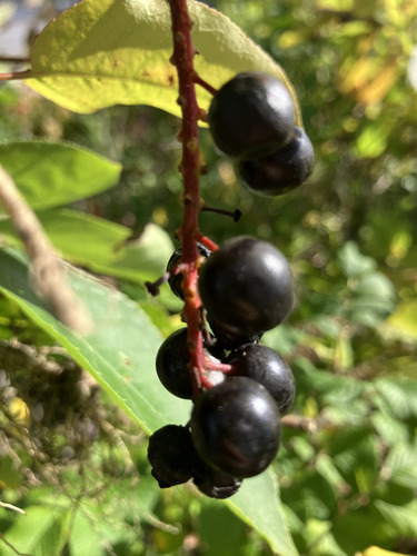 Prunus virginiana (Chokecherry)