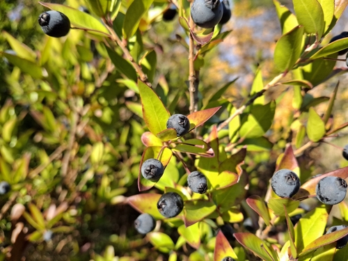 Myrtus communis (alternate view 7)