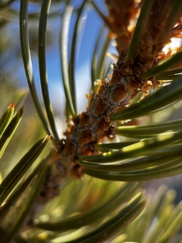 Pinus edulis (Colorado Pinyon) (alternate view 2)