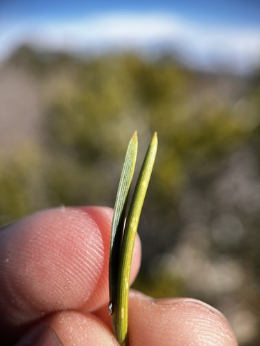 Pinus edulis (Colorado Pinyon) (alternate view 3)