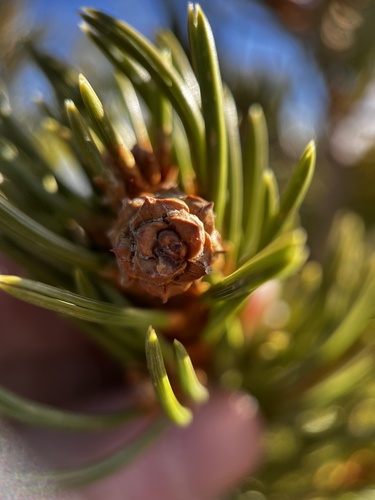 Pinus edulis (Colorado Pinyon) (alternate view 4)