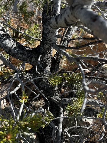 Pinus edulis (Colorado Pinyon) (alternate view 5)
