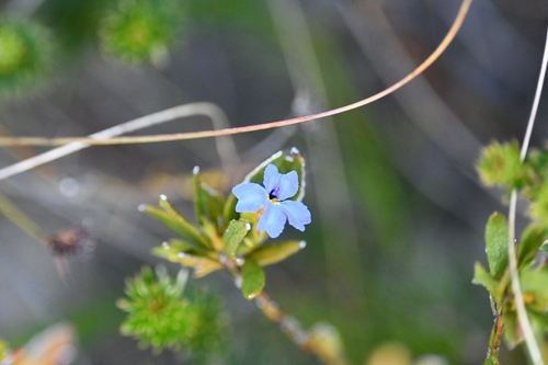 Dampiera stricta (Blue Dampiera) (alternate view 6)