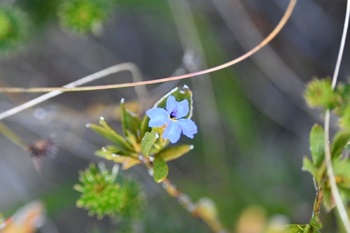 Dampiera stricta (Blue Dampiera) (alternate view 7)