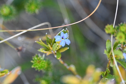 Dampiera stricta (Blue Dampiera) (alternate view 8)