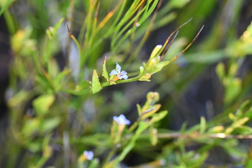 Dampiera stricta (Blue Dampiera) (alternate view 9)