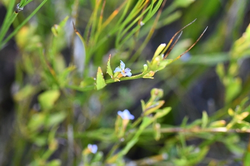 Dampiera stricta (Blue Dampiera) (alternate view 10)