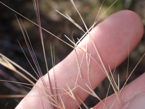 Aristida purpurea (Purple Threeawn)