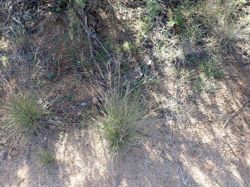 Aristida purpurea (Purple Threeawn) (alternate view 2)