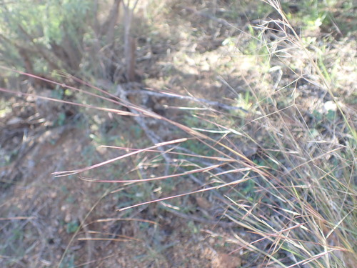 Aristida purpurea (Purple Threeawn) (alternate view 3)
