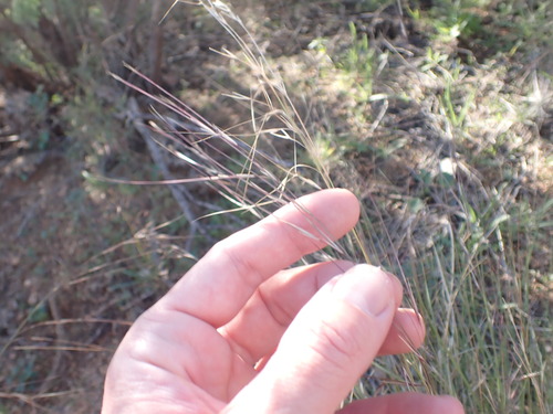 Aristida purpurea (Purple Threeawn) (alternate view 4)