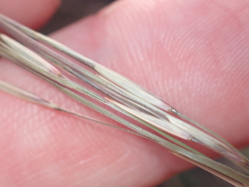 Aristida purpurea (Purple Threeawn) (alternate view 5)