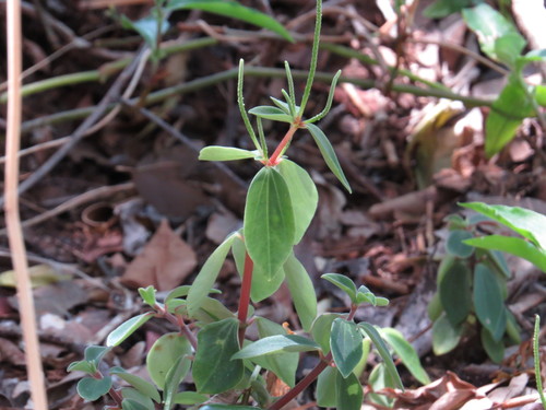 Peperomia leptostachya (Slender Peperomia) (alternate view 3)