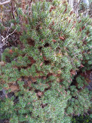 Richea scoparia (scoparia) (alternate view 10)