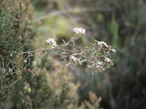 Olearia phlogopappa (Asthma Bush)