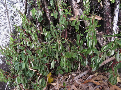 Peperomia leptostachya (Slender Peperomia) (alternate view 4)