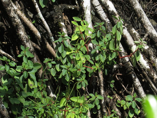 Peperomia leptostachya (Slender Peperomia) (alternate view 5)