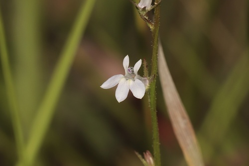 Lobelia spicata (pale-spiked lobelia)